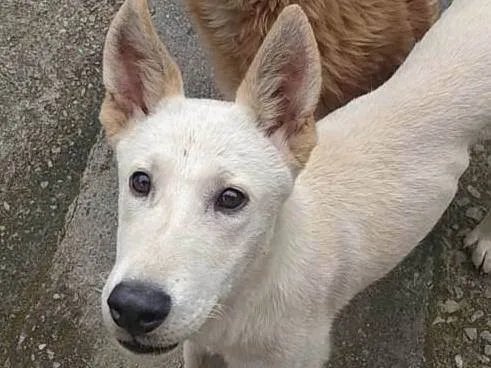 Cachorro ra a Akita com Pastor alemão  idade 1 ano nome Nike