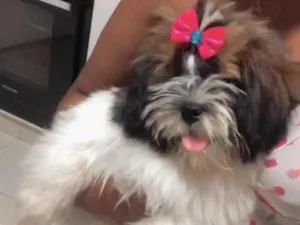 Cachorro raça Shitzu idade 7 a 11 meses nome Lunna Mel 