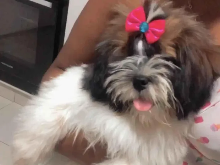 Cachorro ra a Shitzu idade 7 a 11 meses nome Lunna Mel 