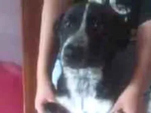 Cachorro raça SRD-ViraLata idade 7 a 11 meses nome Sabrina