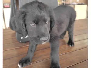 Cachorro raça Vira lata idade Abaixo de 2 meses nome Macho 1
