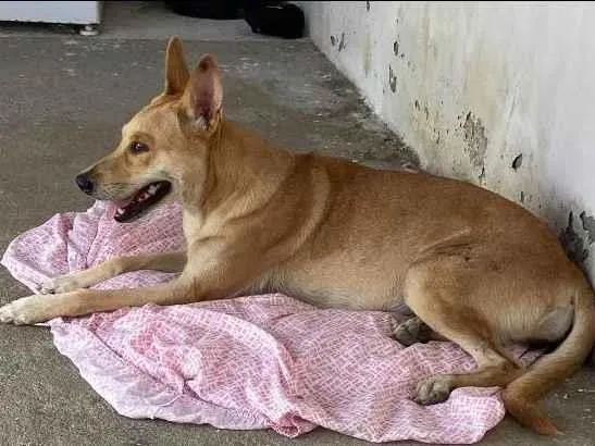 Cachorro ra a Viralata idade 3 anos nome Kyara