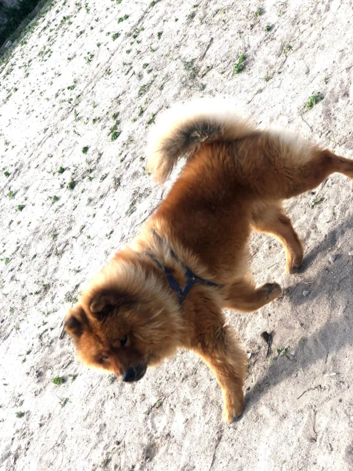 Cachorro raça Chow Chow idade 4 anos nome Jacob