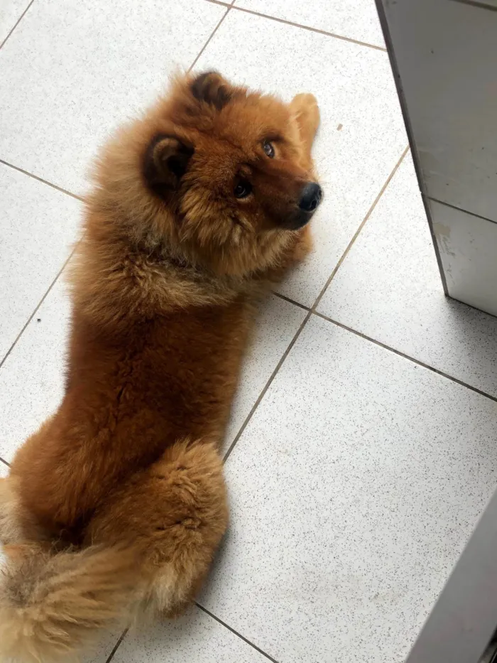 Cachorro raça Chow Chow idade 4 anos nome Jacob