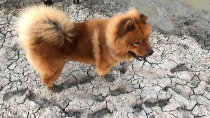 Cachorro raça Chow Chow idade 4 anos nome Jacob