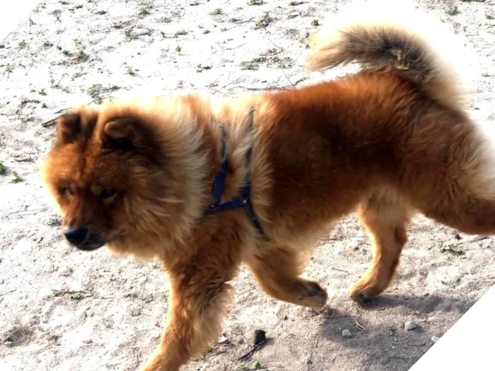 Cachorro raça Chow Chow idade 4 anos nome Jacob