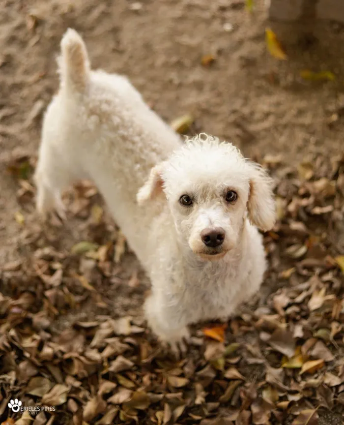 Cachorro ra a  idade 1 ano nome Não sei 