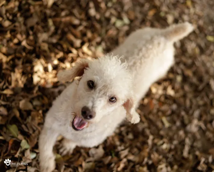 Cachorro ra a  idade 1 ano nome Não sei 