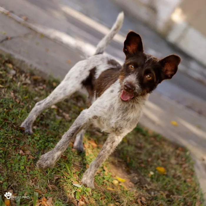 Cachorro ra a  idade 1 ano nome Não sei 