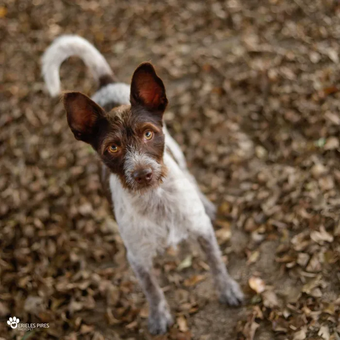 Cachorro ra a  idade 1 ano nome Não sei 