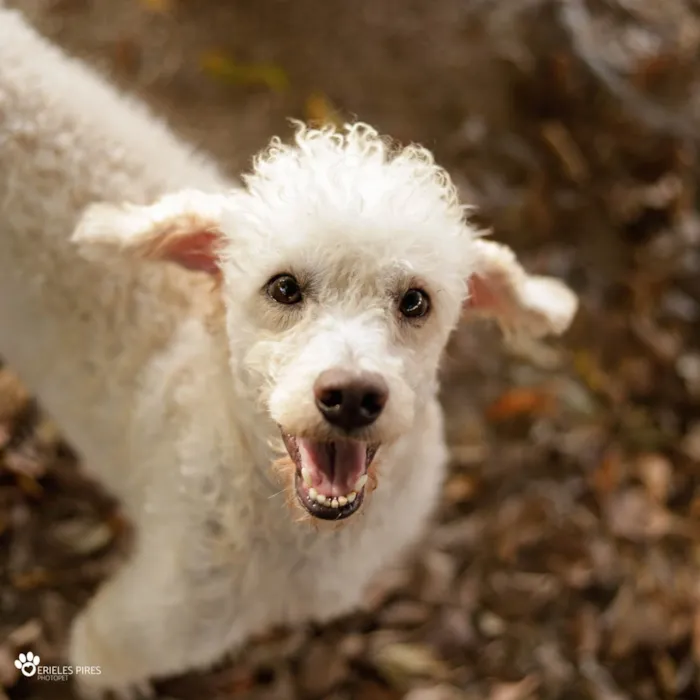 Cachorro ra a  idade 1 ano nome Não sei 