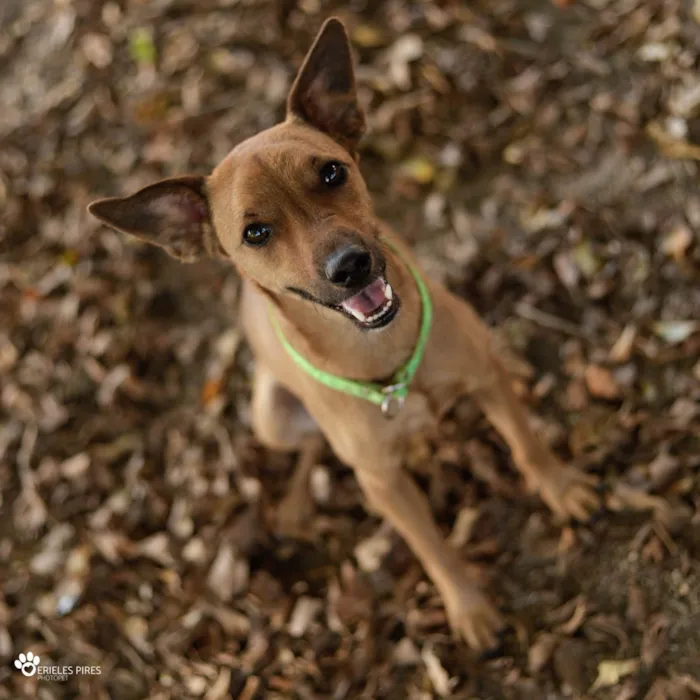 Cachorro ra a  idade 1 ano nome Não sei 