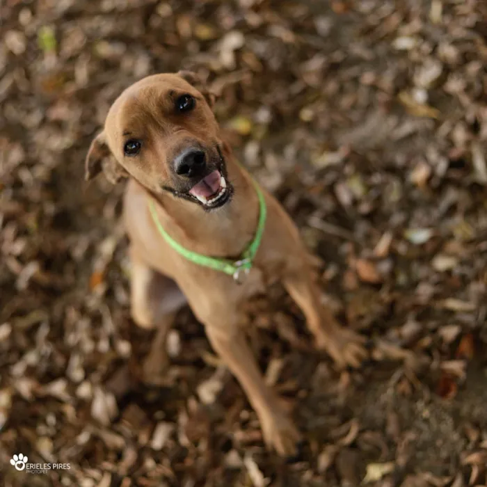 Cachorro ra a  idade 1 ano nome Não sei 