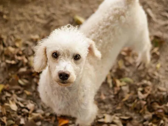 Cachorro ra a  idade 1 ano nome Não sei 