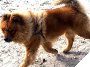 Cachorro raça Chow Chow idade 4 anos nome Jacob