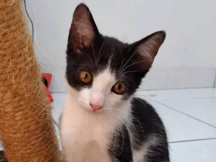 Gato ra a SRD-ViraLata idade 2 a 6 meses nome Sem nome 