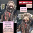 Cacau