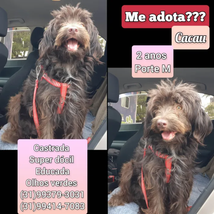 Cachorro raça SRD-ViraLata idade 2 anos nome Cacau