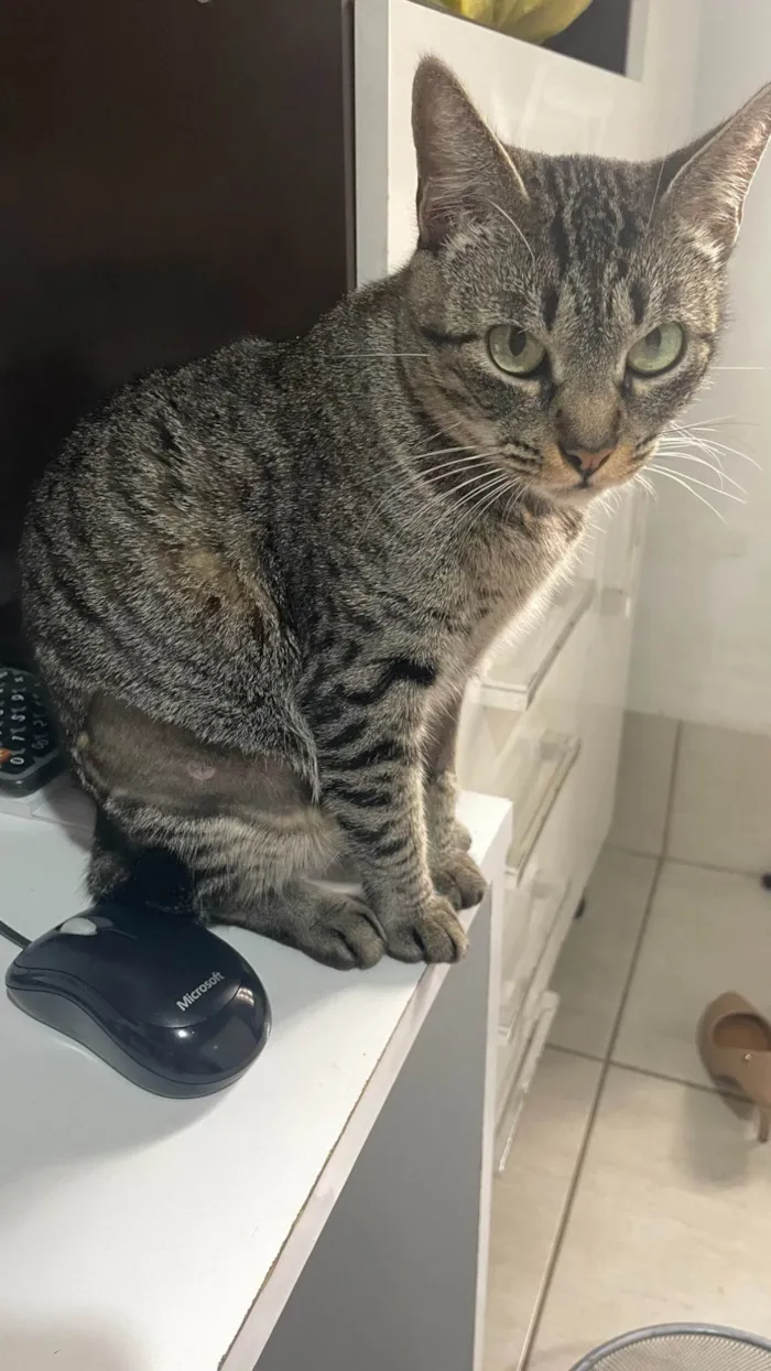 Gato ra a SRD-ViraLata idade 1 ano nome Chica