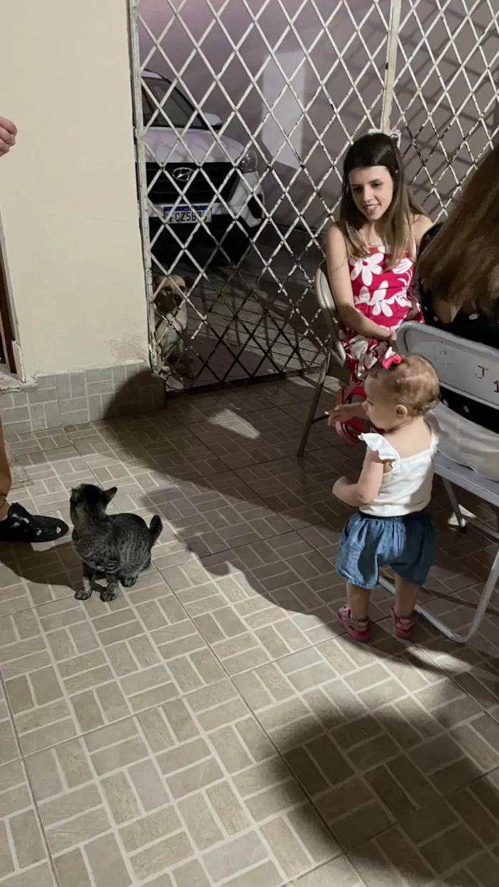 Gato ra a SRD-ViraLata idade 1 ano nome Chica