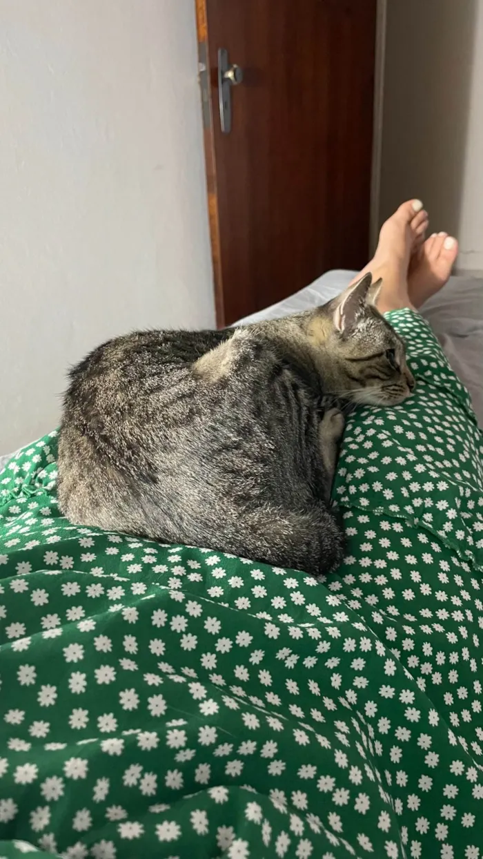 Gato ra a SRD-ViraLata idade 1 ano nome Chica