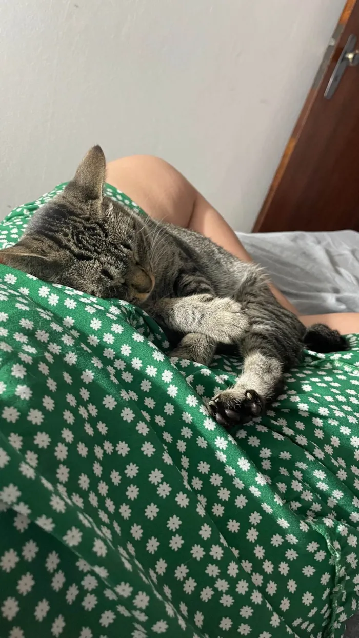 Gato ra a SRD-ViraLata idade 1 ano nome Chica