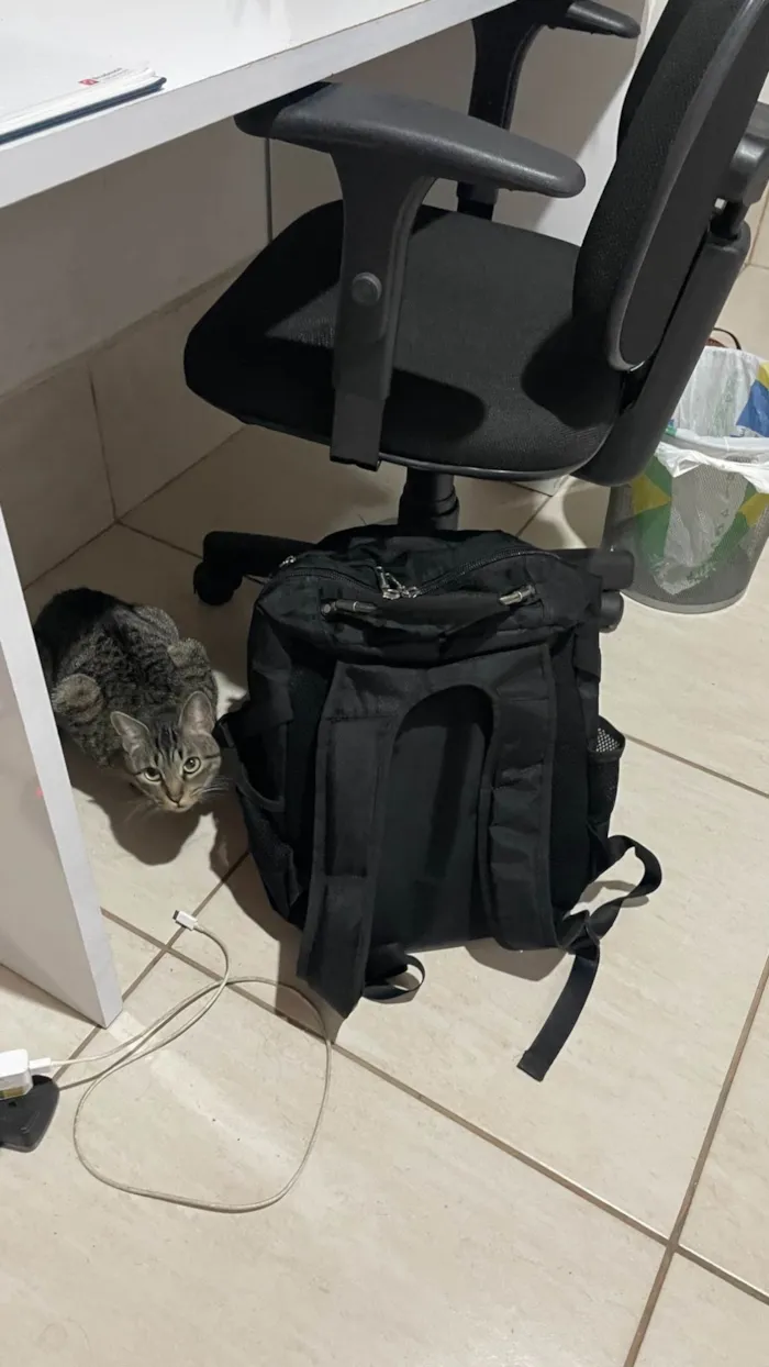 Gato ra a SRD-ViraLata idade 1 ano nome Chica