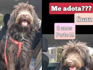 Cachorro raça SRD-ViraLata idade 2 anos nome Cacau