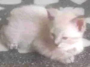 Gato raça ND  idade 2 a 6 meses nome Branquinho 