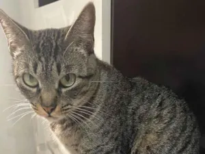 Gato raça SRD-ViraLata idade 1 ano nome Chica