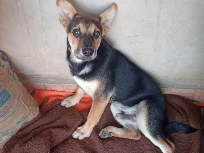 Cachorro ra a Sem raça definida  idade 2 a 6 meses nome Neguinho 