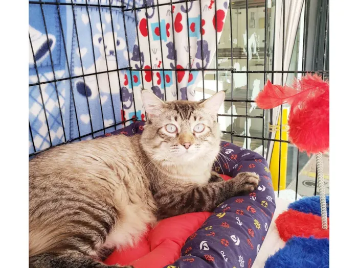 Gato raça SRD-ViraLata idade 1 ano nome Gaspar