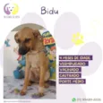 Cachorro raça SRD-ViraLata idade 2 a 6 meses nome Bidu