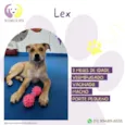 Cachorro raça SRD-ViraLata idade 2 a 6 meses nome Lex