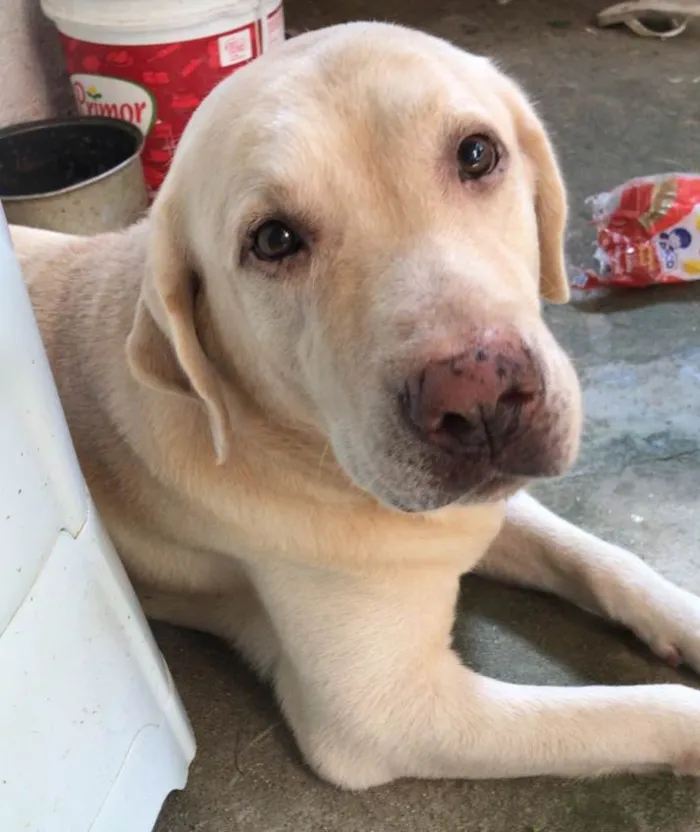 Cachorro ra a Labrador  idade 5 anos nome Bob