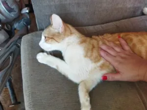 Gato raça  idade 2 anos nome Amarelinho