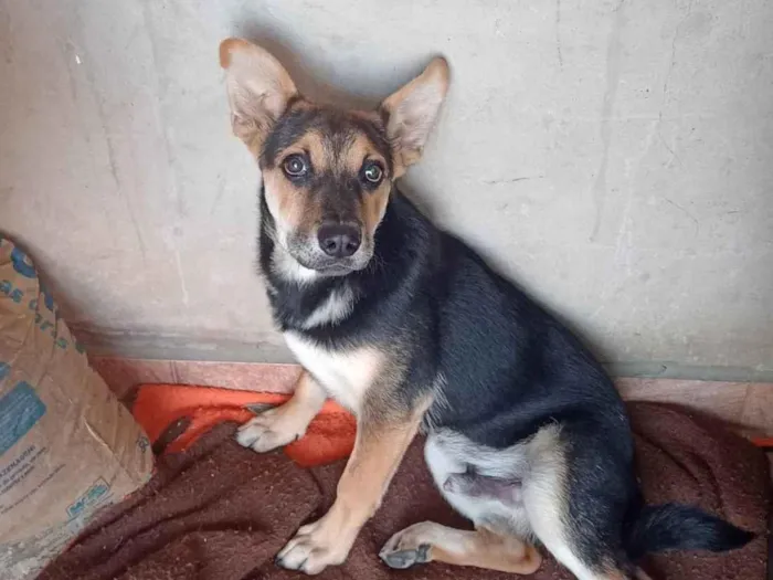 Cachorro ra a Sem raça definida  idade 2 a 6 meses nome Neguinho 