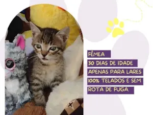 Gato raça SRD-ViraLata idade Abaixo de 2 meses nome Pilou