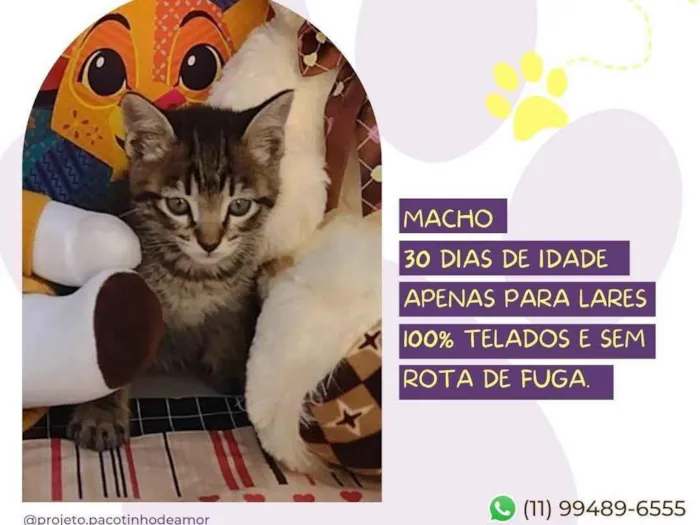 Cachorro raça SRD-ViraLata idade Abaixo de 2 meses nome Snugs 