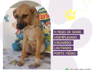 Cachorro raça SRD-ViraLata idade 2 a 6 meses nome Bidu