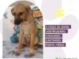 Cachorro raça SRD-ViraLata idade 2 a 6 meses nome Bidu