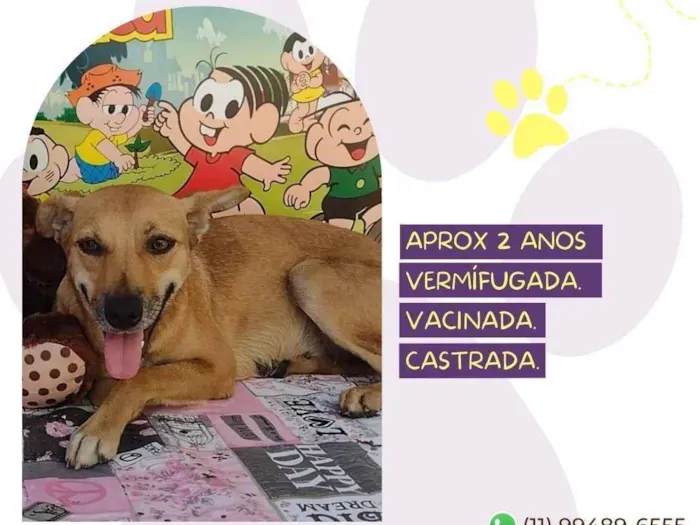 Cachorro raça SRD-ViraLata idade 2 anos nome Luisa