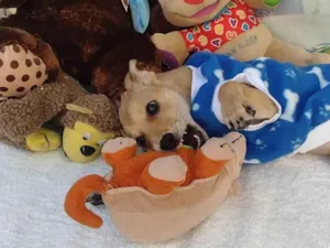 Cachorro raça SRD-ViraLata idade 2 a 6 meses nome Lex