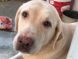Cachorro raça Labrador  idade 5 anos nome Bob