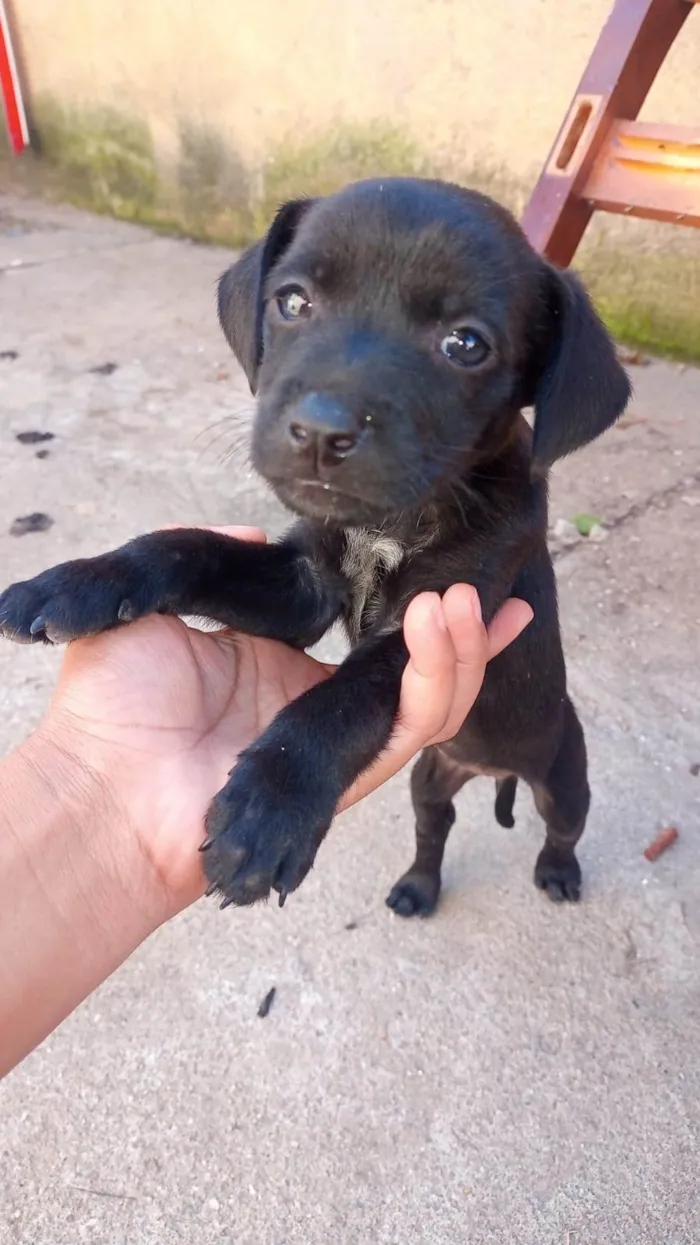 Cachorro ra a SRD-ViraLata idade Abaixo de 2 meses nome Maria Flor