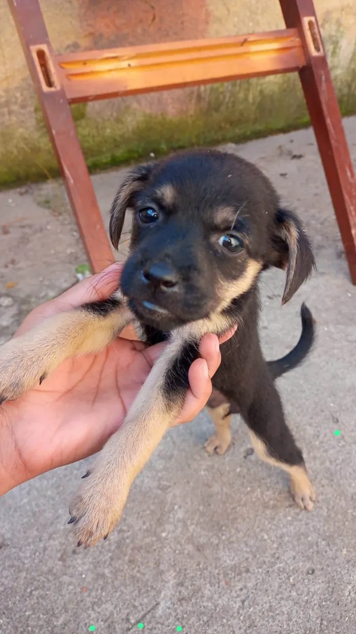 Cachorro ra a SRD-ViraLata idade Abaixo de 2 meses nome Maria Luz