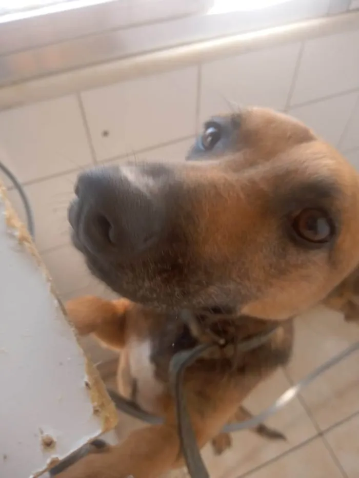 Cachorro ra a Vira-latas  idade 2 anos nome Yoshy 