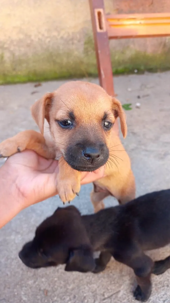 Cachorro ra a SRD-ViraLata idade Abaixo de 2 meses nome Joao Vitor 