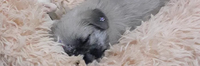 Cachorro raça Pug com spitz idade Abaixo de 2 meses nome Ug