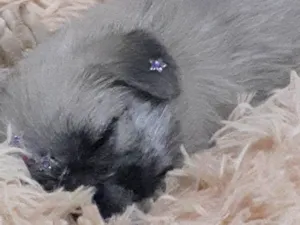 Cachorro raça Pug com spitz idade Abaixo de 2 meses nome Ug
